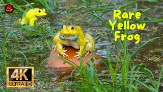 Amazing Sounds of the Rare Yellow Frog  Indian Bullfrog  4K [upl. by Naret]