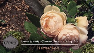 Wollerton Old Hall Rose  David Austin❄️Rose Christmas Countdown 2023 ❄️ 24 days of Roses  Day 19 [upl. by Venditti]