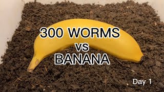 【SDGs】300 Worms vs Banana ＃vermicompost ＃earthworm [upl. by Ivetts]