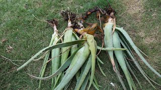 Keep Aloe Pups Alive For a Long Time Without Soil [upl. by Nnyllatsyrc]