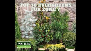 Top 10 Evergreens for Zone 7 [upl. by Keily]