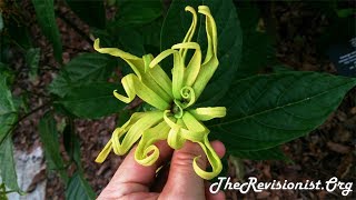 Ylang Ylang Origin Scent Profile in Perfumery Properties amp Effects [upl. by Oironoh294]