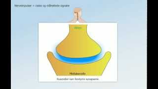 Hormonsystem og nervesystem [upl. by Lamrert]