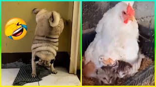 Videos Graciosos De Animales 2024  Los gatos y perros más divertidos están aquí 😂 [upl. by Adieno259]