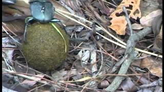 Dung beetles fighting [upl. by Arahs]