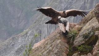 Condors of Colca Canyon Peru April 8 2016 [upl. by Carmella]