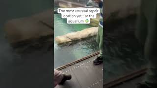 Quoting a Flooring Repair Job at Sydney Aquarium – Watch What Happened 🛠️  Surface Care [upl. by Anitsahs]