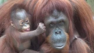 4K Who is a pretty baby orangutan [upl. by Elleirbag]