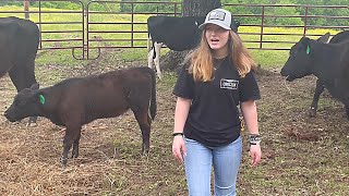 Working Cows Annual Vaccines and Ear Tags [upl. by Terence]