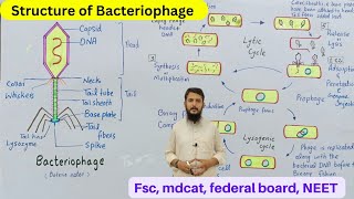 Structure of bacteriophage [upl. by Barnett]