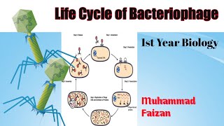 LIFE CYCLE OF BACTERIOPHAGE  First year Biology  Chapter 5  Presented By Muhammad Faizan [upl. by Nhor612]