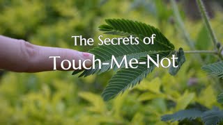 The Fascinating TouchMeNot Plant [upl. by Rodrich749]