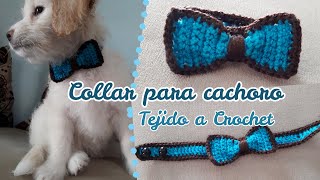 Collar para Cachorro tejido a Crochet 🐶🐱  Enredados entre Hilos [upl. by Asserat]