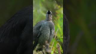 Experience the Most Unique Bird Chirping Ever Heard 🐦🌿 BirdSounds NatureVibes ASMR [upl. by Richardo]