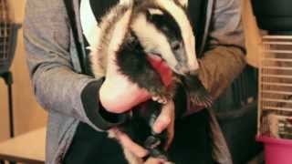 Stop Badger Culling in Ireland [upl. by Elbertina]