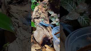 New Poison Dart Frogs from NARBC Tinley Park 2023 dartfrog amphibian [upl. by Aihsenak915]