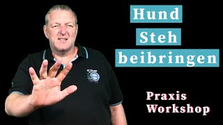 Hund Steh beibringen  Positionswechsel und aus der Bewegung [upl. by Staley722]