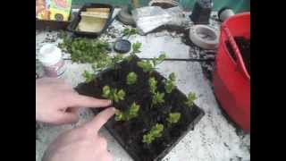 Propagating Spirea from cuttings [upl. by Haletky]