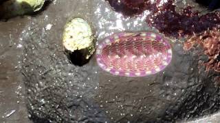 Lined Chiton Tonicella lineata moving in tidepools [upl. by Adnoved387]