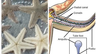 Starfish Morphology amp Anatomy  Starfish [upl. by Drofnats131]