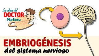 Embriogénesis del sistema nervioso [upl. by Kipper]