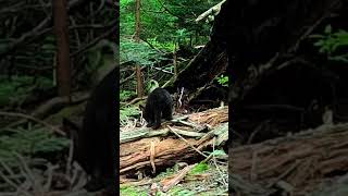 Cute bear cub hunts for insects in a rotting log nature wildlife animals shorts [upl. by Ralleigh542]