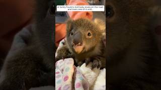 A family found a lost baby koala on the road and took care of it until animalshorts koala [upl. by Notgnirra601]