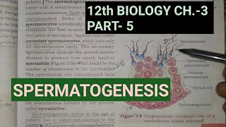 Class 12 biology chapter 3part 5 gametogenesisspermatogenesisStudy with farru [upl. by Solange]