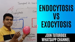 Exocytosis vs Endocytosis  Transport by Vesicles  Transport across cell membrane  BPharm HAP unit [upl. by Neelehtak]