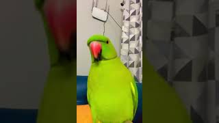 New ringl parrot taking charu parrotr cute pets  trend [upl. by Reppart]