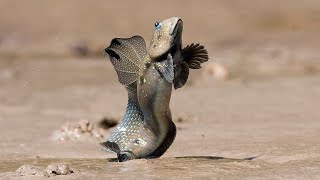 Facts The Mudskipper [upl. by Fokos]