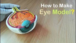 How to Make Model of Section of Eye Using Thermocol [upl. by Elleirad]