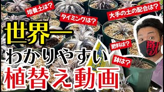 【ディッキア】植え替え育て方完全攻略！【園芸育て方】【多肉植物】 [upl. by Kostman]