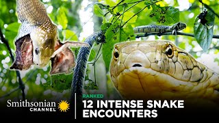 12 Intense Snake Encounters 🐍 Could YOU Survive a Bite  Smithsonian Channel [upl. by Idou298]