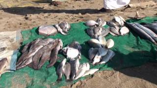 The fish market of Barka  بركاء‎ Oman  سلطنة عمان [upl. by Garrison]