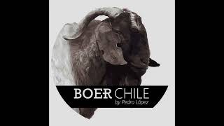 BOER CHILE®️ [upl. by Horter]