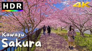 4K HDR Japan Cherry Blossoms  Kawazu Sakura [upl. by Ettelimay]