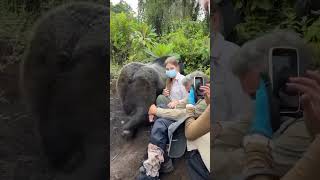 Silverback encounter in Mgahinga National Park mountaingorillas silverbacks [upl. by Edya901]