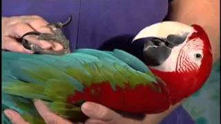 Macaws  Petco Pets [upl. by Inafit397]