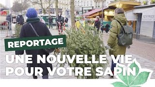 Comment recycler votre sapin de Noël à Paris   Paris Nature 🌱  Ville de Paris [upl. by Arytahs]