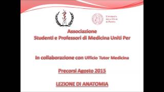 Lezione di Anatomia Umana Precorsi 2015 Apparato Respiratorio e Digerente [upl. by Alebasi]