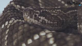 Viper Snake  Russell Viper  Pit Viper  Puff Adder Viper  Gaboon Viper  Dangerous Snakes 2024 [upl. by Assiralk]