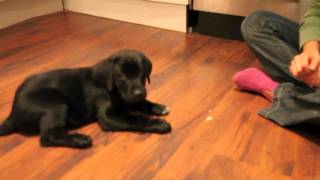 Black lab training at 8 to 9 weeks [upl. by Oretna]