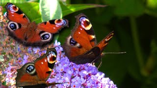 Lets spot butterflies in Vlindertuin De Zindering Tiel Netherlands [upl. by Alejna123]