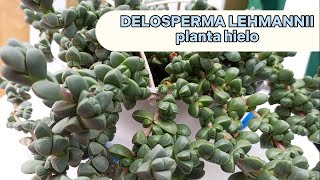 CÓMO CUIDAR LA SUCULENTA DELOSPERMA LEHMANNII [upl. by Strait]