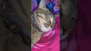 kittan ytshortsvideo cuteanimal catlover cuteanimls kittan cuteanimal ytshortsvideo [upl. by Aitnis45]