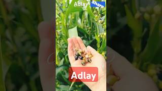 Adlay shortsvideo garden agriculture adlay shorts tree ornaments trending trendingshorts [upl. by Airak]