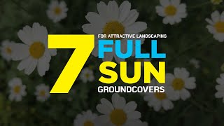 7 Full Sun Loving Ground Cover Plants for Attractive Landscaping [upl. by Annawot]