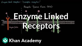 Enzyme Linked Receptors  Nervous system physiology  NCLEXRN  Khan Academy [upl. by Vitia]