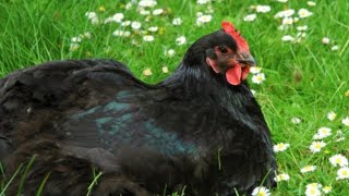 All About the Black Australorp Chicken [upl. by Tripp]